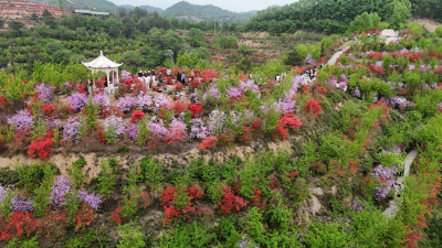 杜家沟村杜鹃开　乡村振兴“映山红”  