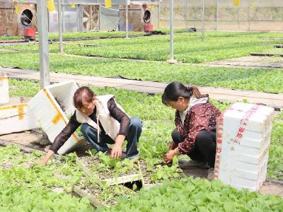 ​县烟草专卖局：绿色防控病虫害　精细管理提质效
