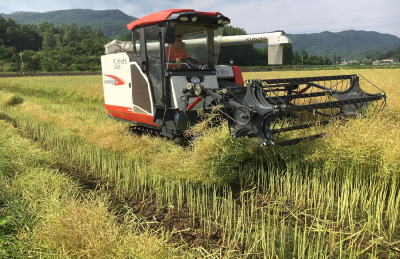 ​巡检镇：万亩油菜喜迎丰收 农机助力颗粒归仓