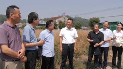 市农科院到我县开展油菜示范片实收测产  