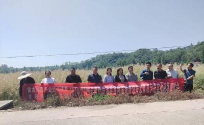 市专家团队到我县开展小麦油菜种植集成技术推广总结分析工作