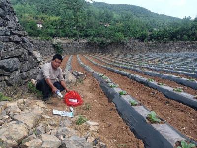 县烟草专卖局：捡拾农药包装 减少农残污染
