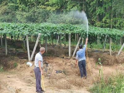 李庙镇：财政“活水”滋润百亩瓜蒌