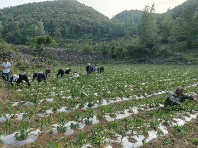 张铁沟村：创新种植模式 助力集体增收