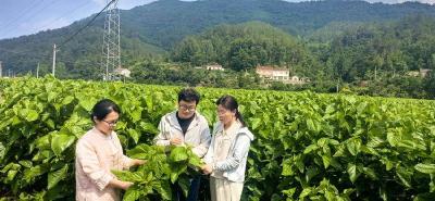 省农科院专家组到我县开展桑蚕产业科技创新服务