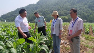 县人大常委会组织开展长坪镇烟叶产业高质量发展专题调研  