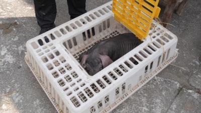 “爱心猪崽”送乡亲　公益帮扶暖民心  