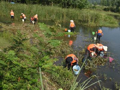 清凉河国家湿地公园：人工除治福寿螺 精心呵护生态美
