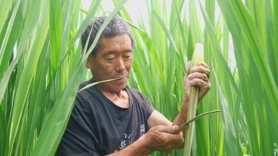襄阳南漳：“水中参”变“致富宝” 千亩茭白喜获丰收  