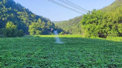 巡检镇：无人机“保姆”精准呵护瓜蒌苗 村集体产业提质增效添新翼