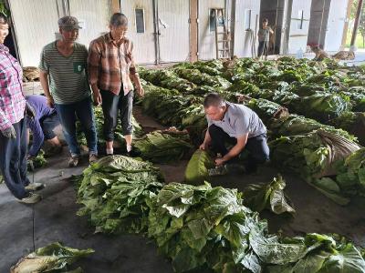 县烟草专卖局：精细指导 采烤有方