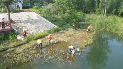 “拆螺专家”出击 守护河道水美岸绿  