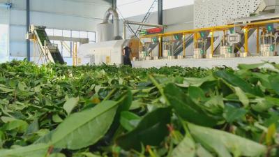 “苦”茶叶做成“金”产业 企业茶农双增收  