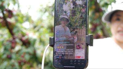 爱心接力解困局 李子滞销变热销  