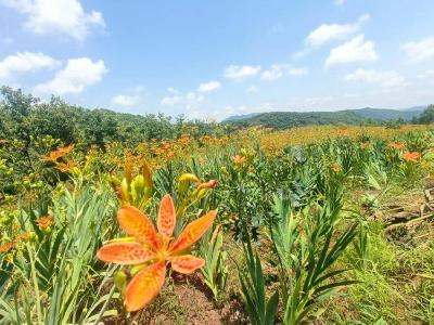 “三美融合”扮靓肖家堰——肖家堰美丽乡村试点建设“扫描”