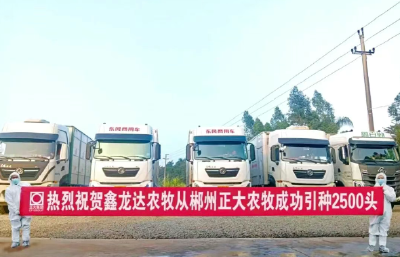 “48小时极速审批”助力2500头种猪跨省落户南漳  