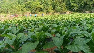 凤山村：烤烟产业“火力全开”带农奔“钱程”