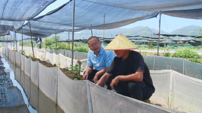 水产专家“把脉开方” 助力牛蛙清凉度夏  
