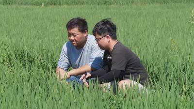 南漳：农技专家护航39万亩水稻“战高温”  