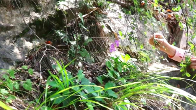 我县发现湖北首例珍稀兰科植物扇唇舌喙兰  
