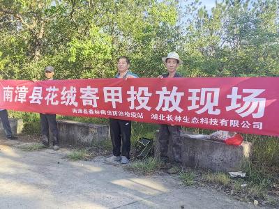 我县投放花绒寄甲开展生物防治松材线虫工作