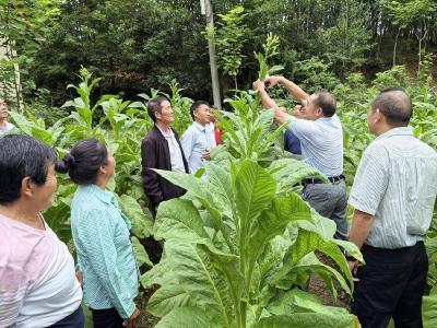 县烟草专卖局：技术服务到田头 烟叶提质又增收