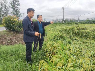 县农业农村局指导农业生产抗灾自救和定损理赔工作