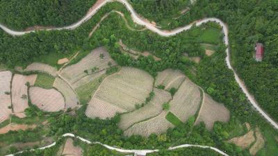 南漳：高山梯田的＂蔬菜接力赛＂ “冷”种植变富民热产业