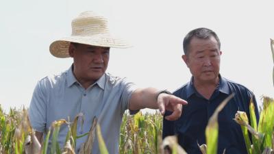 我县部分区域玉米遭旱灾 中央补贴成本保险解民忧  