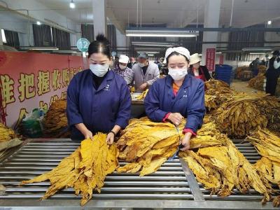 县烟草专卖局：小革新解决大难题　 “镂空桌面”让烟叶纯度倍增
