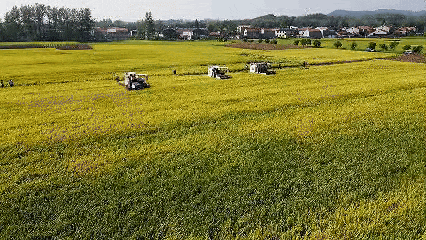 丰收图景：南漳金秋交响三重奏