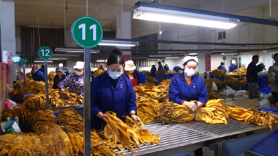 “金叶子”铺就增收路 家门口就业乐开颜  