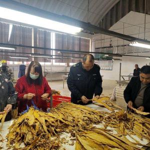 县烟草专卖局：强化一线监管　护航烟农权益