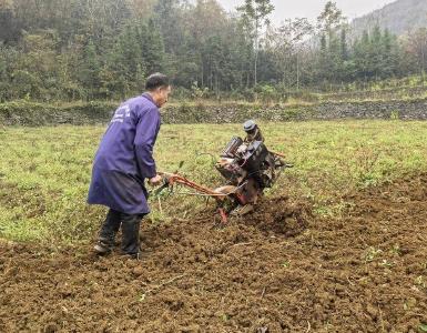 县烟草专卖局推进烟田冬耕清残工作