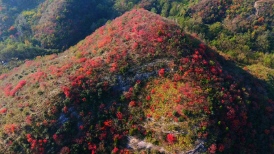 古林坪：漫山红叶绘画卷　山村旅游红似火  