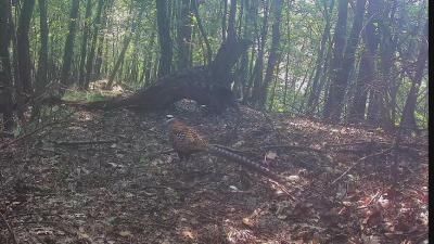 我县生物多样性调查红外相机捕捉到白冠长尾雉和小灵猫影像  