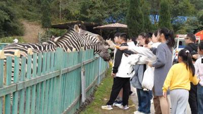 襄阳野生动物世界：菊花绽放引客来 动物王国添新彩  