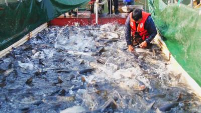 襄阳南漳：云台山水库热闹开捕　鱼跃人欢庆丰收  