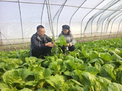 我县大棚综合利用拓展烟农增收新路径