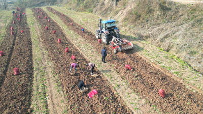 冬日药材采收忙　加工赋能促增收  