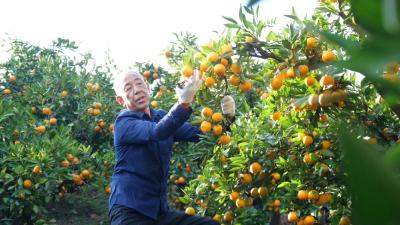 深山橘红时：从“铁脚板”到“云翅膀” 两代橘农的共富答卷