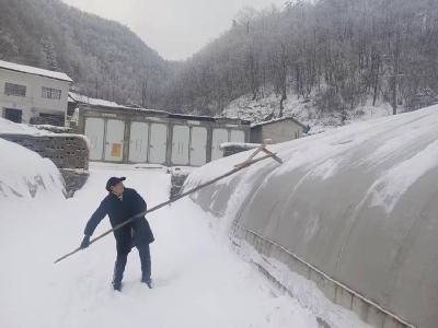 县烟草专卖局：抢除大棚雪　守护育苗棚