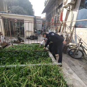 ​卞和社区开展禁种铲毒专项整治行动