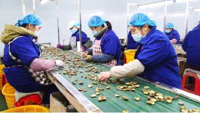 润景农业：新年斩获400万美元食用菌出口订单