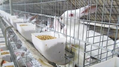 县农业农村局组织畜牧专家为养殖户防寒工作“支招”  