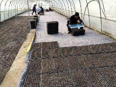 ​县烟草专卖局开展城关片区湿润育苗播种工作