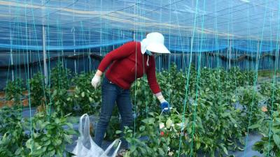 金美科林：辣椒种植新年迎丰收