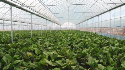 多部门联动应对寒潮天气　守护群众“菜篮子”  
