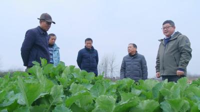 抢抓春管关键期　13万亩油菜促弱转壮保丰收  