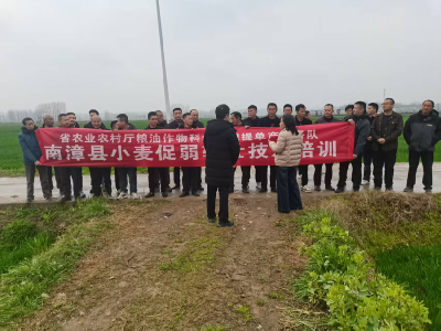 专家下沉传技术　科学施肥再提质